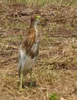 chinese pond heron.sonyvid DSC00486.jpg