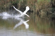 Mute swan at lurgies.jpg