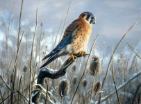 american-kestrel-in-teasels.jpg