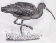 Glossy_ibis027.jpg