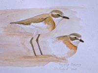 Lesser Sand Plover copy.jpg