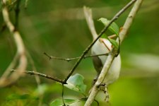 Blach-headed Apalis 2.jpg