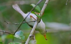 Black-headed Apalis.jpg