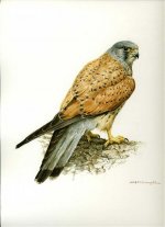 Kestrel male.jpg