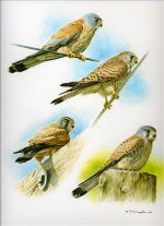 Kestrels.jpg