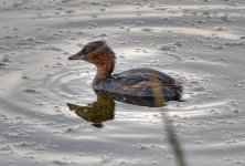 dabchick_photomatix.jpg