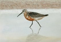 Curlew Sandpiper.jpg