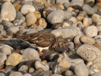 turnstone_7oct07_800l_20.jpg