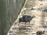 purple_sandpiper_7oct07_800l_20.jpg