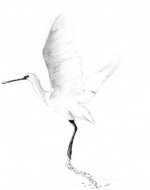 Spoonbill030.jpg