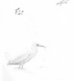 Spoonbill, etc033.jpg