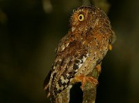 Sokoke Scops Owl 6.jpg