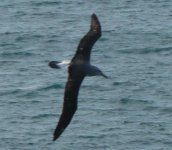 08.10.06 cook strait crossing.JPG