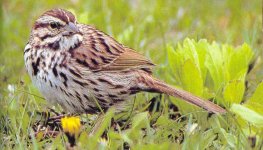 song sparrow.JPG