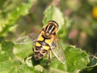 helophilus_trittivatus_29aug07_800l_20.jpg