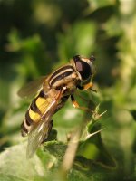 helophilus_trittivatus_29aug07_800p_20.jpg