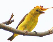 Tanager_2.jpg