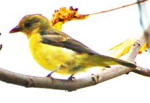 Tanager_3.jpg