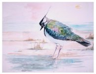 lapwing water colour.JPG