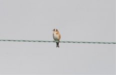 goldfinch on wire.jpg