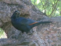 Red-winged Starling.jpg