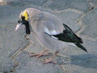 Wattled Starling (m).jpg