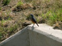 Sentinel Rock-thrush.jpg