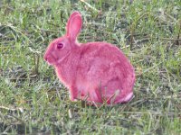 Rabbit pink.jpg