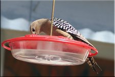 Gila Woodpecker 1.jpg