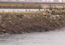 Wader Roost Girdle Ness 271007.jpg