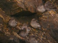 Purple Sandpipers Girdle Ness 271007a.jpg