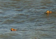 King Eider - Common Eider.JPG