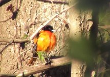 Baltimore Oriole.jpg