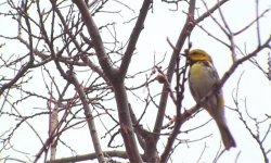 Black-throated Green.jpg