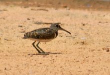 Greater Painted Snipe_Pulau Burung_230907_PICT0436.jpg