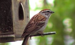 Chipping Sparrow.jpg