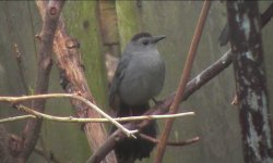 Gray Catbird.jpg