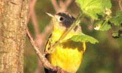 Nashville Warbler.jpg