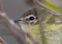 mottle cheeked tyrannulet.jpg