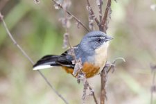 rr warbling finch.jpg