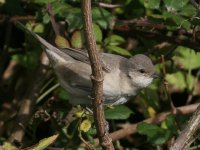 Barred Warbler Finished.jpg