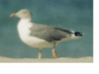 Barra gull 2.JPG