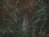 bittern at Potteric Carr 1.jpg