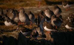 Wader flock Girdle Ness 281007a.jpg