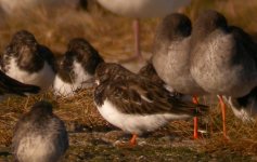 Wader flock Girdle Ness 281007c.jpg