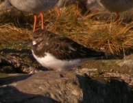 Turnstone Girdle Ness 281007b.jpg