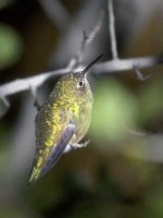 400-853cem Calliope Hummingbird.jpg