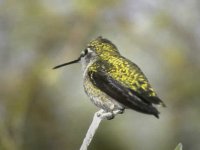 400-854cem Rufous Hummingbird.jpg