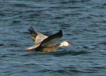 Snow Goose 1.jpg