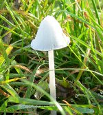 white-fungus-(swinemoor-11..jpg